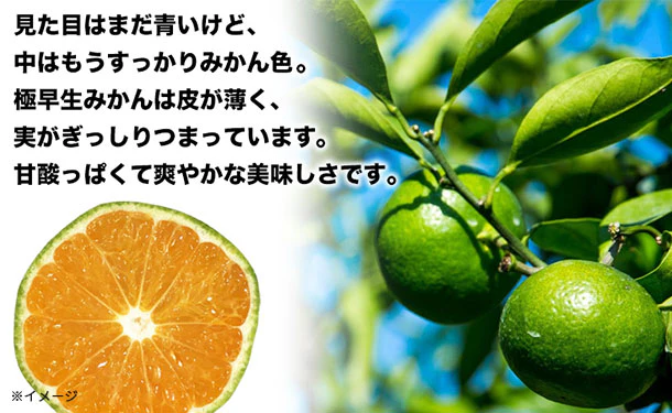 愛媛県産「訳あり 極早生みかん（2S-L）」3kg - Image 4