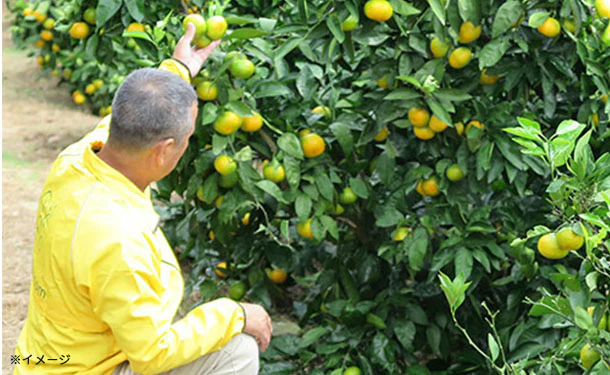 愛媛県産「訳あり 極早生みかん（2S-L）」3kg - Image 5